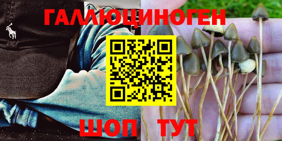Сосновоборск  сколько стоит  Вход с VPN  Псилоцибиновые грибы мицелий 